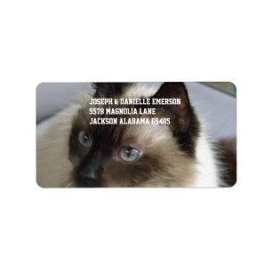 Étiquette Kitty siamois