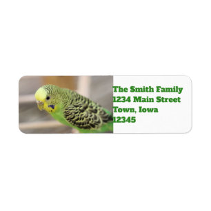 Étiquette Kiwi