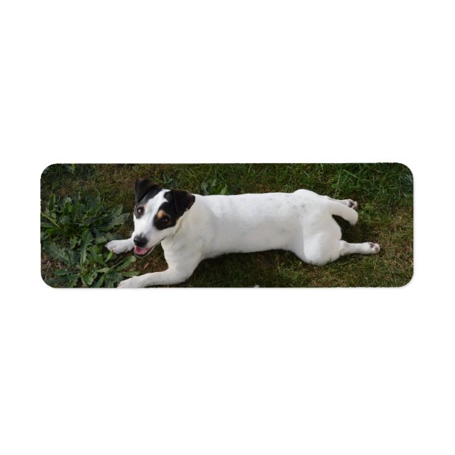 Étiquette L'adorable et énergique Jack Russell (Devant)