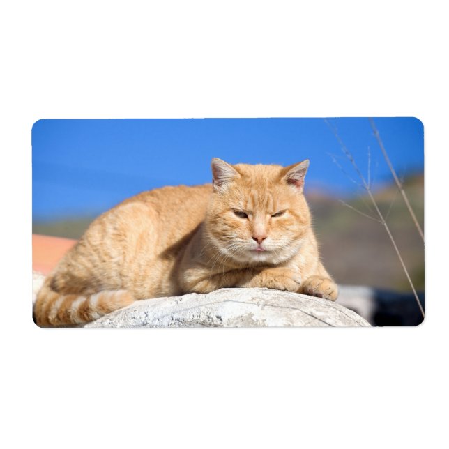 Étiquette Lazy cat (Devant)
