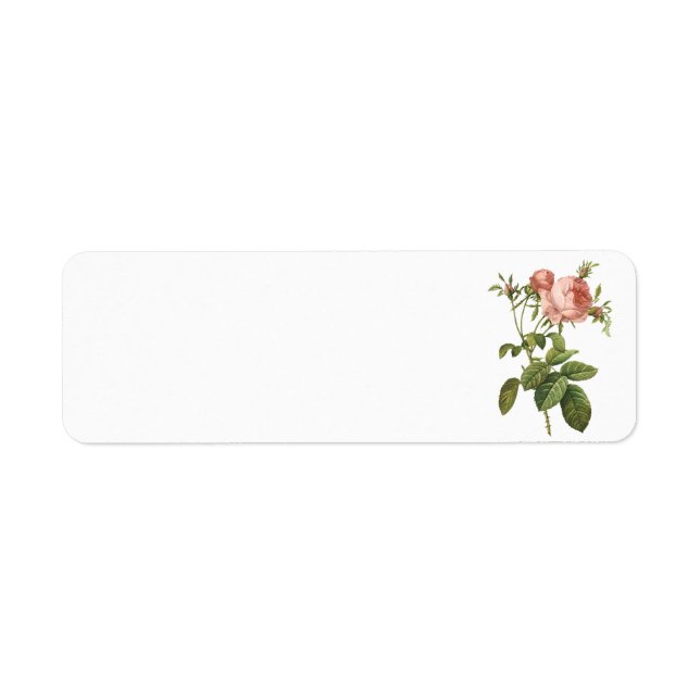 Étiquette le chou s'est levé (foliacea de centifolia de (Devant)
