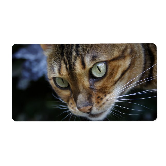 Étiquette Le superbe chat du Bengale (Devant)