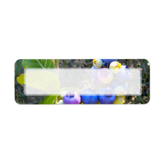 Étiquette Les bleuets sur le Bush