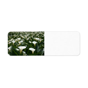 Étiquette Lis s'élevant à la plantation de zantedeschia,