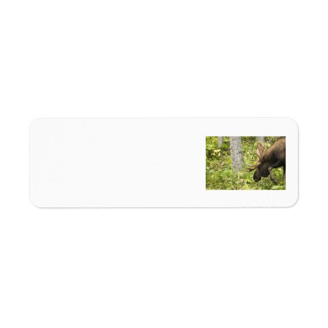 Étiquette L'orignal (Devant)