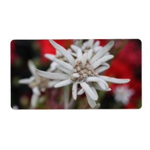 Étiquette Lovely Edelweiss Leontopodium nivale