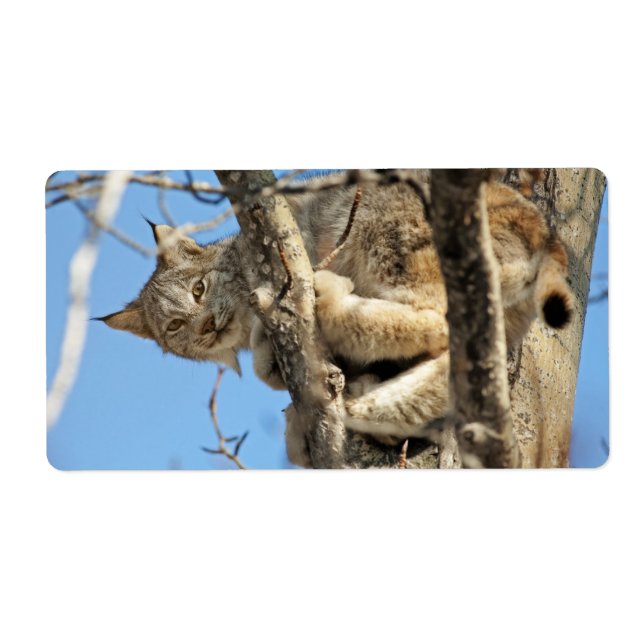 Étiquette Lynx espiègle (Devant)