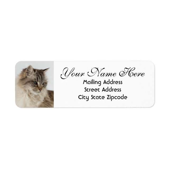 Étiquette Magnifique Tabby Cat Adresse de retour (Devant)