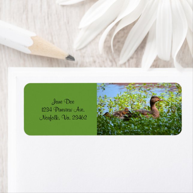 Étiquette Mallard et canettes-Natation par Shirley Taylor (En situation)