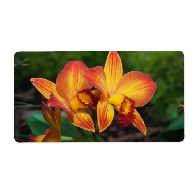 Étiquette Merveilleuse Orchidée Rhyncattleanthe Jaune Orange (Devant)