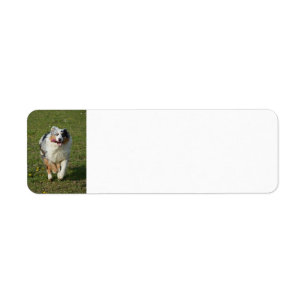 Étiquette Miniature American Shepherd Blue Merle Running