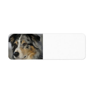 Étiquette Miniature American Shepherd Blue Merle seconde