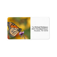 Monarch Butterfly In Search of Pollen