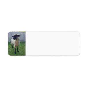 Étiquette Mouton