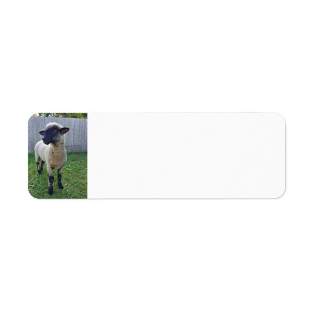 Étiquette Mouton (Devant)