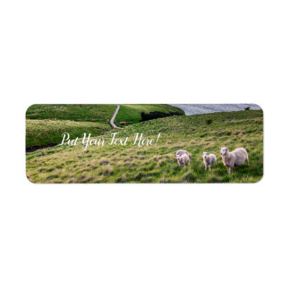 Étiquette Mouton en Nouvelle-Zélande | Paysage de Christchur