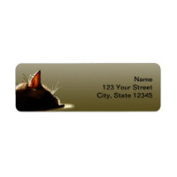 Nappe de chat vert et gris