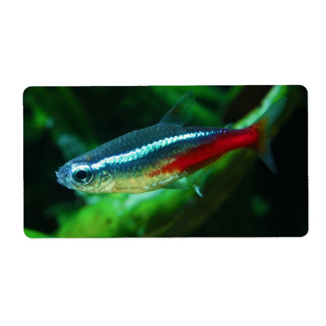 Étiquette Neon Tetra Fish Paracheirodon Innesi (Devant)