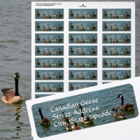 Oies canadiennes sur le lac Adresse de retour phot