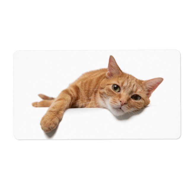 Étiquette Orange Cat Laying Down (Devant)