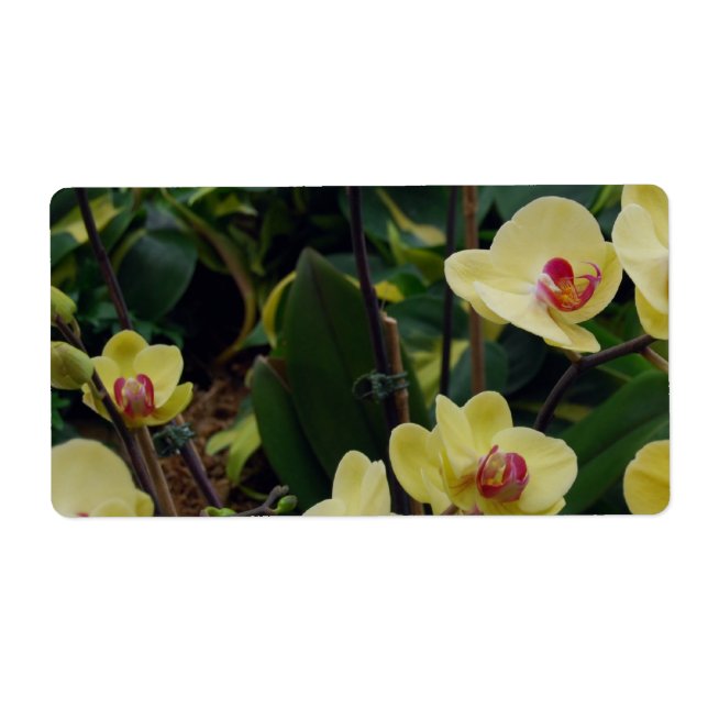 Étiquette Orchidées Phalaenopsis Jaune et Rouge (Devant)