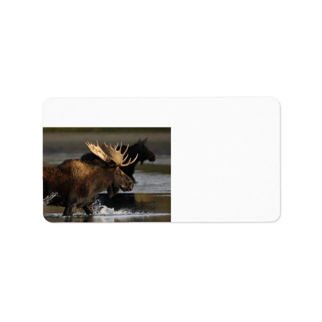 Étiquette orignal se fracturant dans l'eau (Devant)