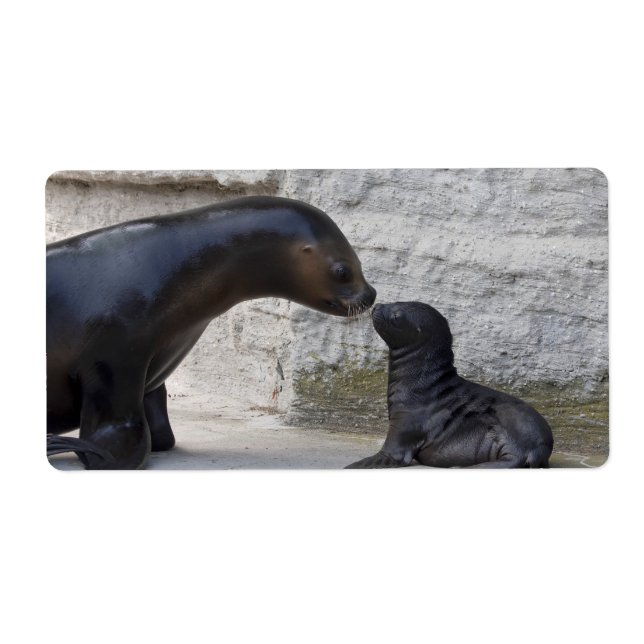 Étiquette Otaria flavescens (Devant)