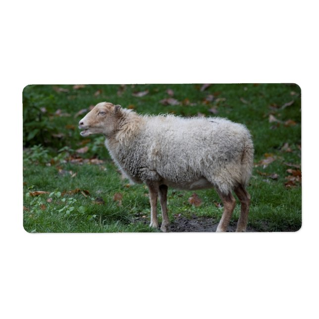 Étiquette Ovis (Devant)