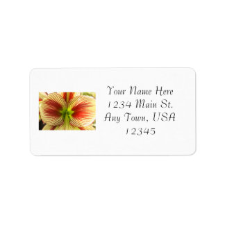 Étiquette Papillon Amaryllis