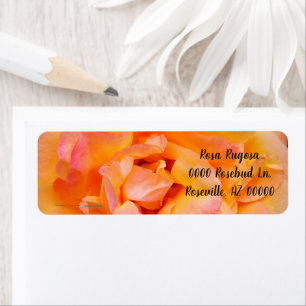 Étiquette Peach Yellow Pink Blé Rose Photo