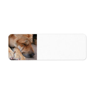 Étiquette pei shar sleeping.png