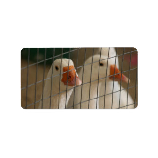 Étiquette Pekin canards en cage