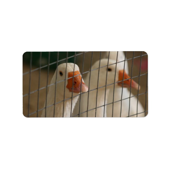 Étiquette Pekin canards en cage (Devant)