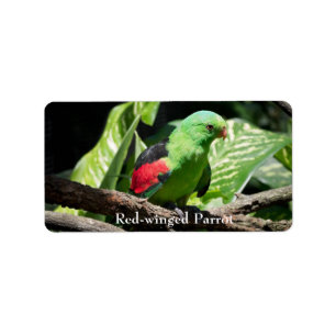 Étiquette Perroquet à ailes rouges sur le membre de l'arbre