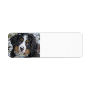 Étiquette petit chien de montagne bernais deuxième