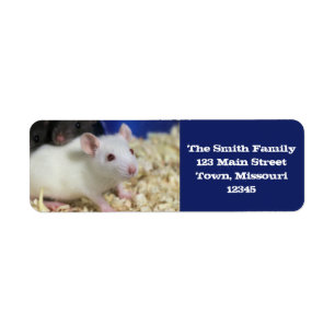 Étiquette Petit rat