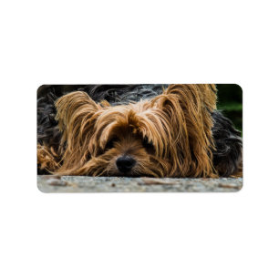 Étiquette Petit Yorkie triste
