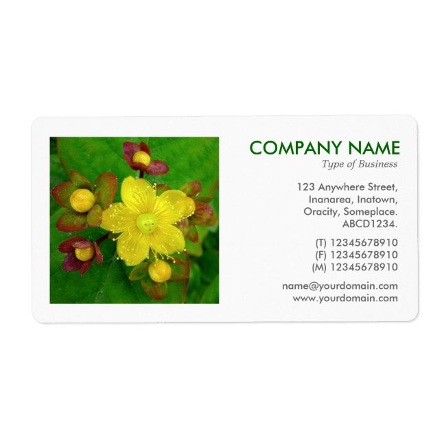 Étiquette Photo carré - Hypericum perforatum (Devant)