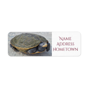 Étiquette Photo de tortue