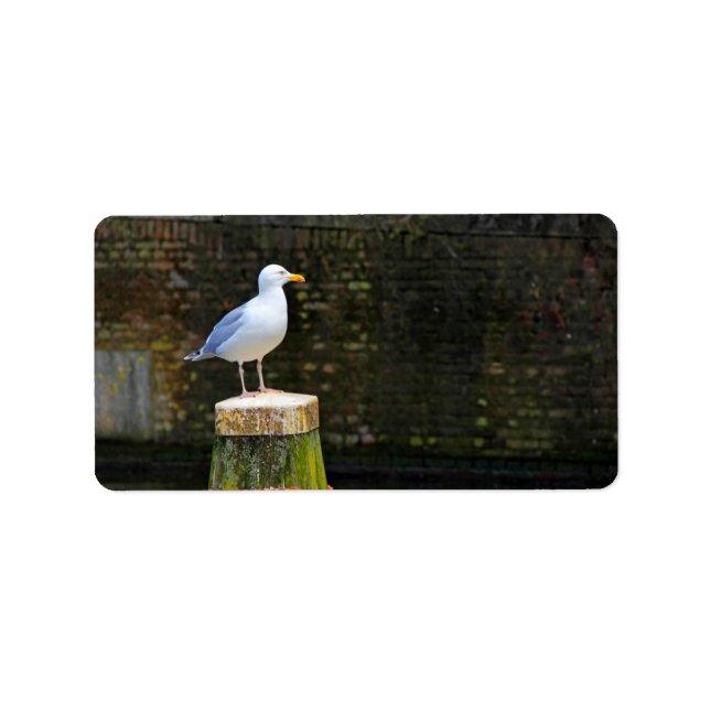 Étiquette Photographie de Mouette Côtière (Devant)