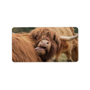 Étiquette Photographie de vache des Highlands écossaise 