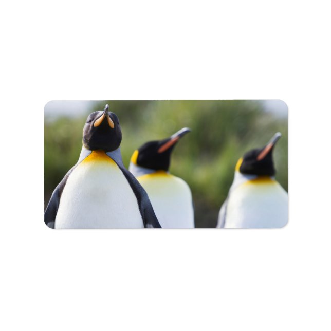 Étiquette Pingouins (Devant)