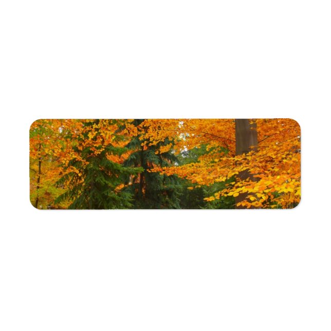 Étiquette Pins à feuillage persistant et arbres d'automne (Devant)