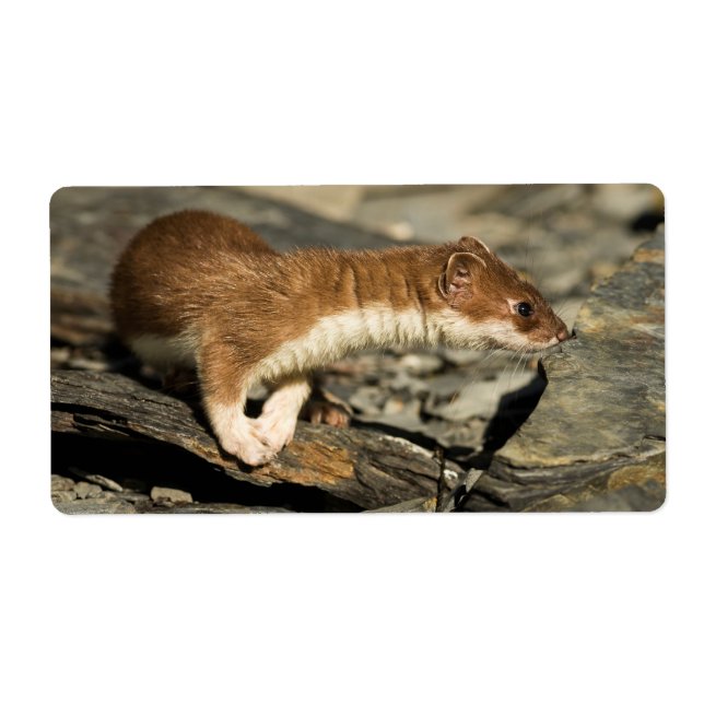 Étiquette Poil de musculation (Devant)