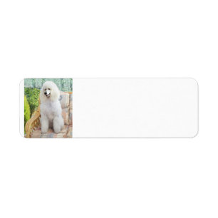 Étiquette Poodle Standard Blanc