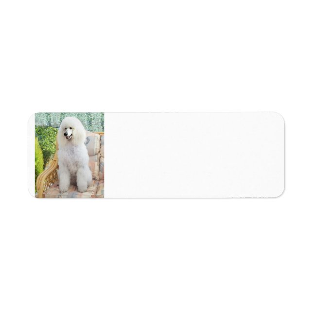 Étiquette Poodle Standard Blanc (Devant)