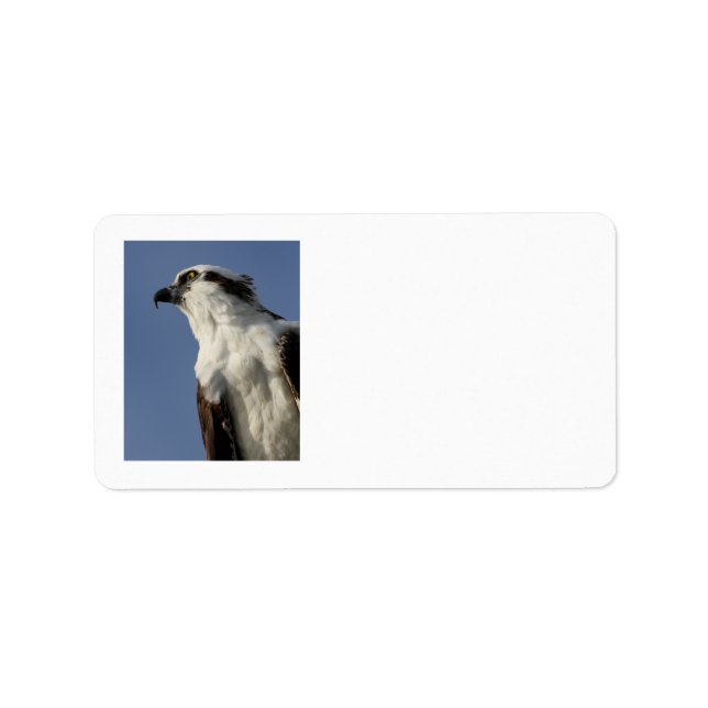 Étiquette Portrait d'un balbuzard (Devant)