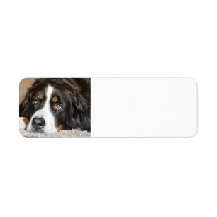 Étiquette pose de chien de montagne bernese