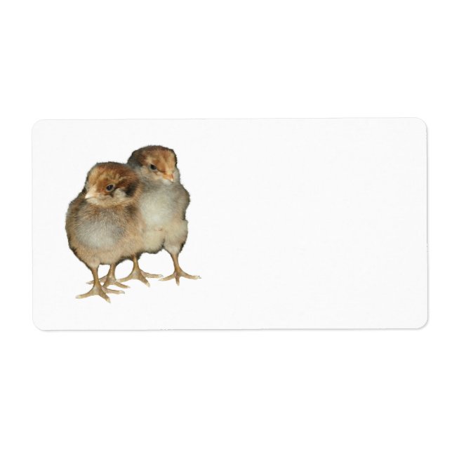 Étiquette Poulets de bébé araucana poulets ornithologie oise (Devant)