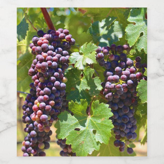 Étiquette Pour Bouteilles De Vin Raisins (Étiquettes simples)